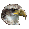 Owl : Insight and Wisdom