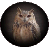 Owl : Insight and Wisdom