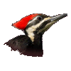 Woodpecker : Change & Perseverance